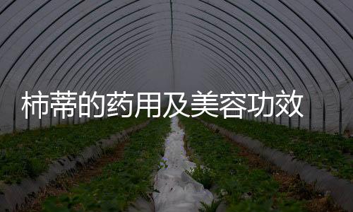 柿蒂的药用及美容功效 内服跟外用都有大用处