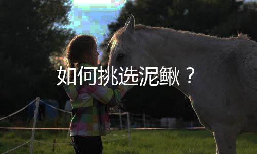 如何挑选泥鳅？