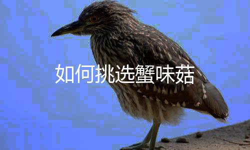 如何挑选蟹味菇